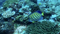 Pygoplites diacanthus
