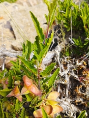 Bridgesia incisifolia