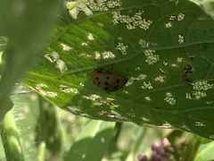 Epilachna varivestis