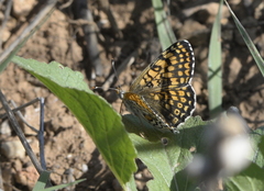 Melitaea cinxia