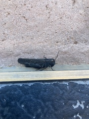 Arphia pseudonietana