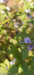 Veronica anagallis-aquatica anagallis-aquatica