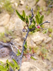 Bridgesia incisifolia
