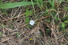 Ipomoea pes-tigridis