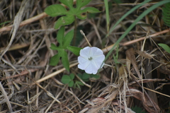 Ipomoea pes-tigridis