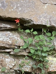 Silene rotundifolia
