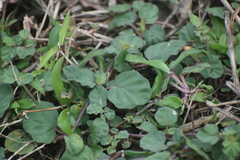 Boerhavia diffusa
