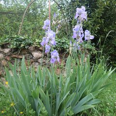 Iris pallida