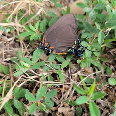 Atlides halesus