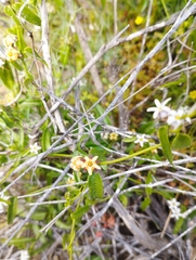 Diplolepis geminiflora