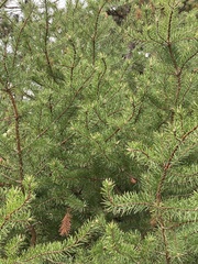 Pinus banksiana