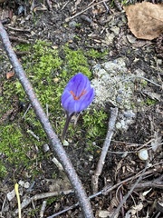 Crocus speciosus