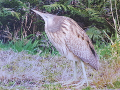Botaurus poiciloptilus