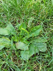 Golovinomyces sordidus