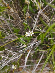 Diplolepis geminiflora
