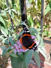 Vanessa atalanta