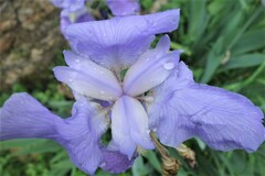 Iris pallida