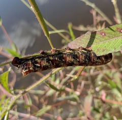 Eumorpha fasciatus