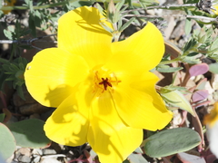 Balbisia peduncularis