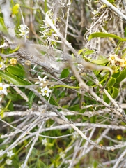 Diplolepis geminiflora