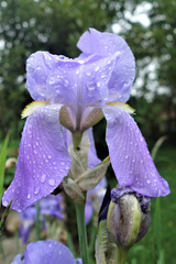 Iris pallida