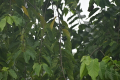 Cananga odorata