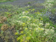 Pastinaca sativa sylvestris