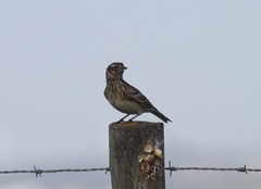 Emberiza calandra