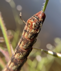 Eumorpha fasciatus