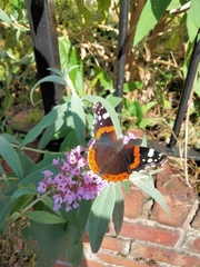 Vanessa atalanta