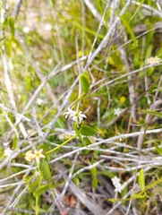 Diplolepis geminiflora