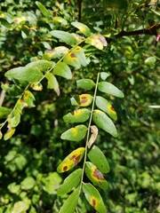 Gleditsia
