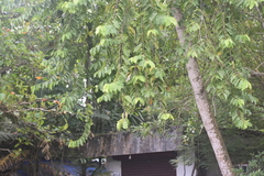 Cananga odorata