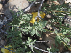 Balbisia peduncularis