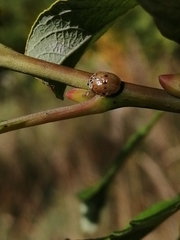 Adalia decempunctata