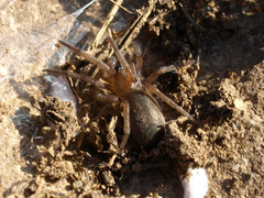 Gnaphosidae