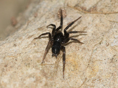 Gnaphosidae