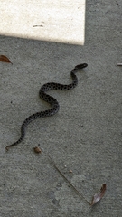 Sistrurus miliarius barbouri