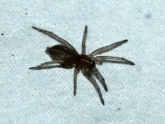 Gnaphosidae