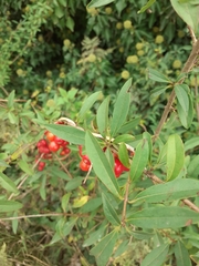 Pyracantha coccinea