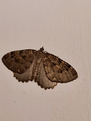 Triphosa dubitata