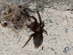 Gnaphosidae