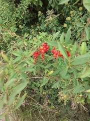 Pyracantha coccinea