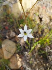 Oziroe biflora