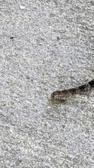 Sistrurus miliarius barbouri