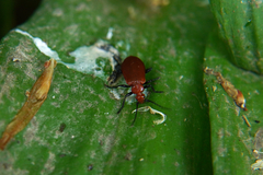 Pyrochroa serraticornis