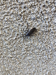 Anasa tristis