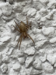 Lycosoides coarctata