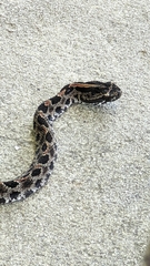 Sistrurus miliarius barbouri