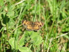 Phyciodes cocyta